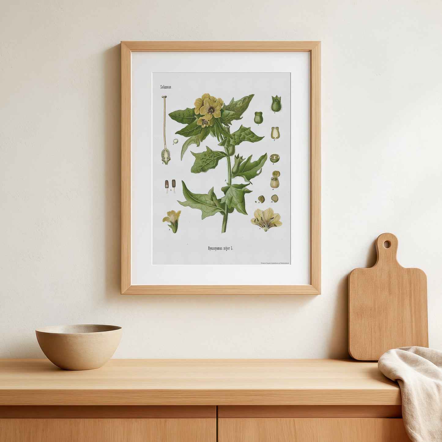 Henbane from Köhler's Medizinal-Pflanzen / Hyoscyamus niger