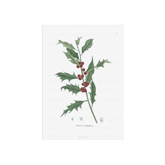 Botanisk Plakat - Kristtorn (Ilex aquifolium) - Fra 1824
