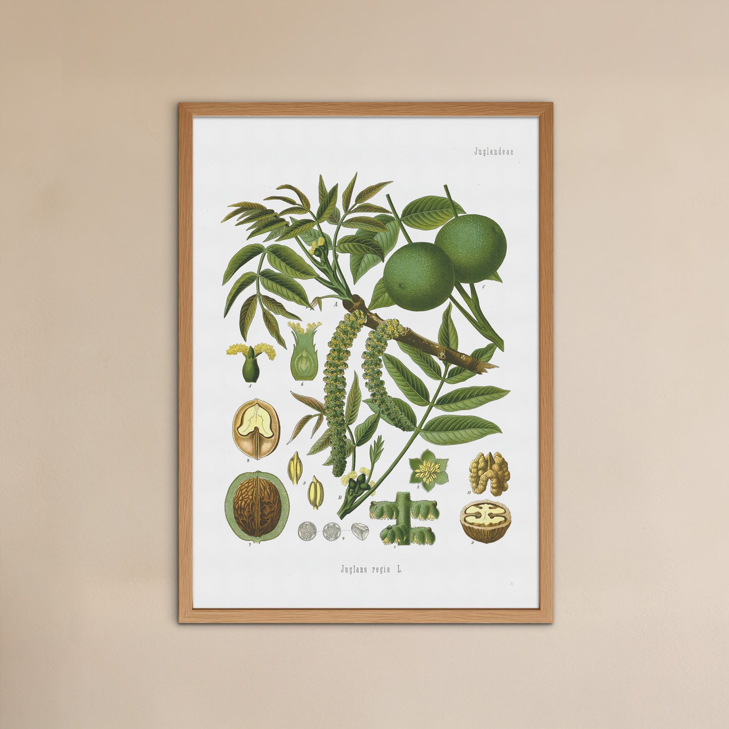 Valnød fra Köhler's Medizinal-Pflanzen / Juglans regia