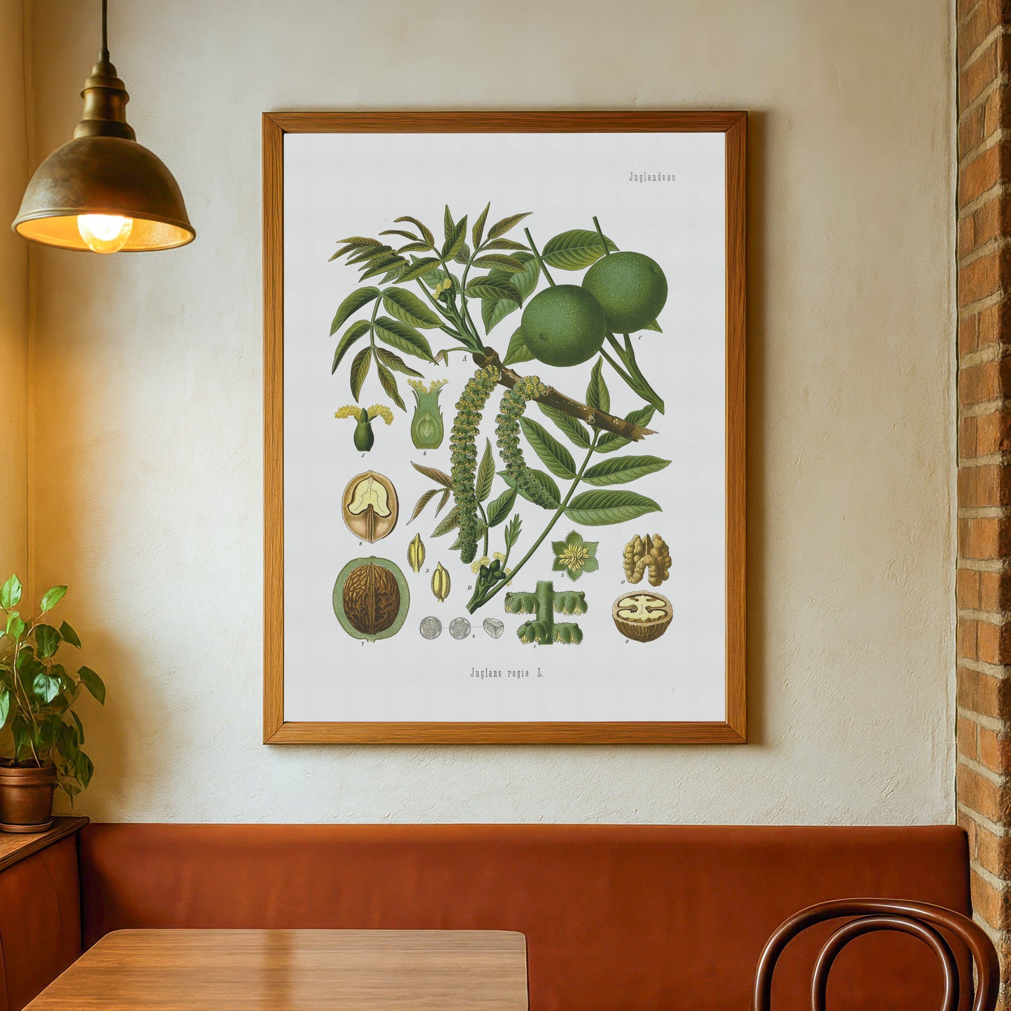 Valnød fra Köhler's Medizinal-Pflanzen / Juglans regia