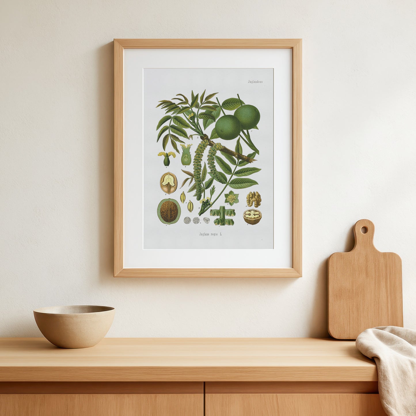 Valnød fra Köhler's Medizinal-Pflanzen / Juglans regia