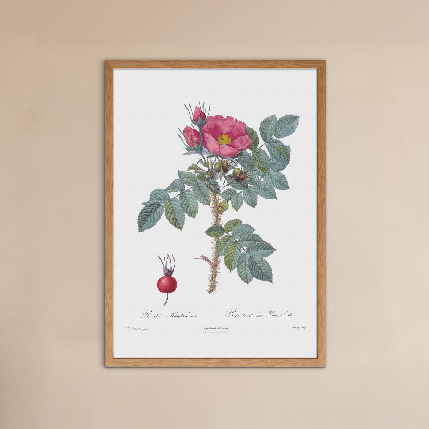 Vintage Kamtschatka Rose Plakat - Rosier de Kamtschatka | Pierre-Joseph Redouté Botanisk Kunst