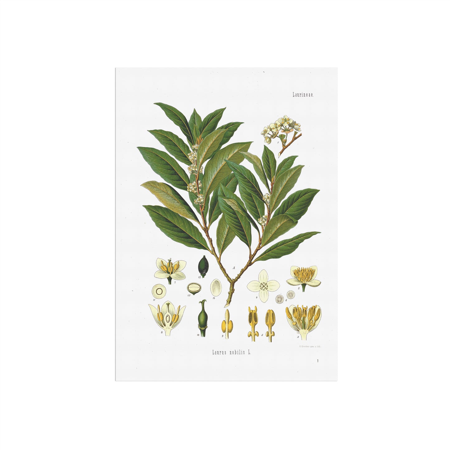laurbærplante fra Köhler's Medizinal-Pflanzen / Laurus nobilis