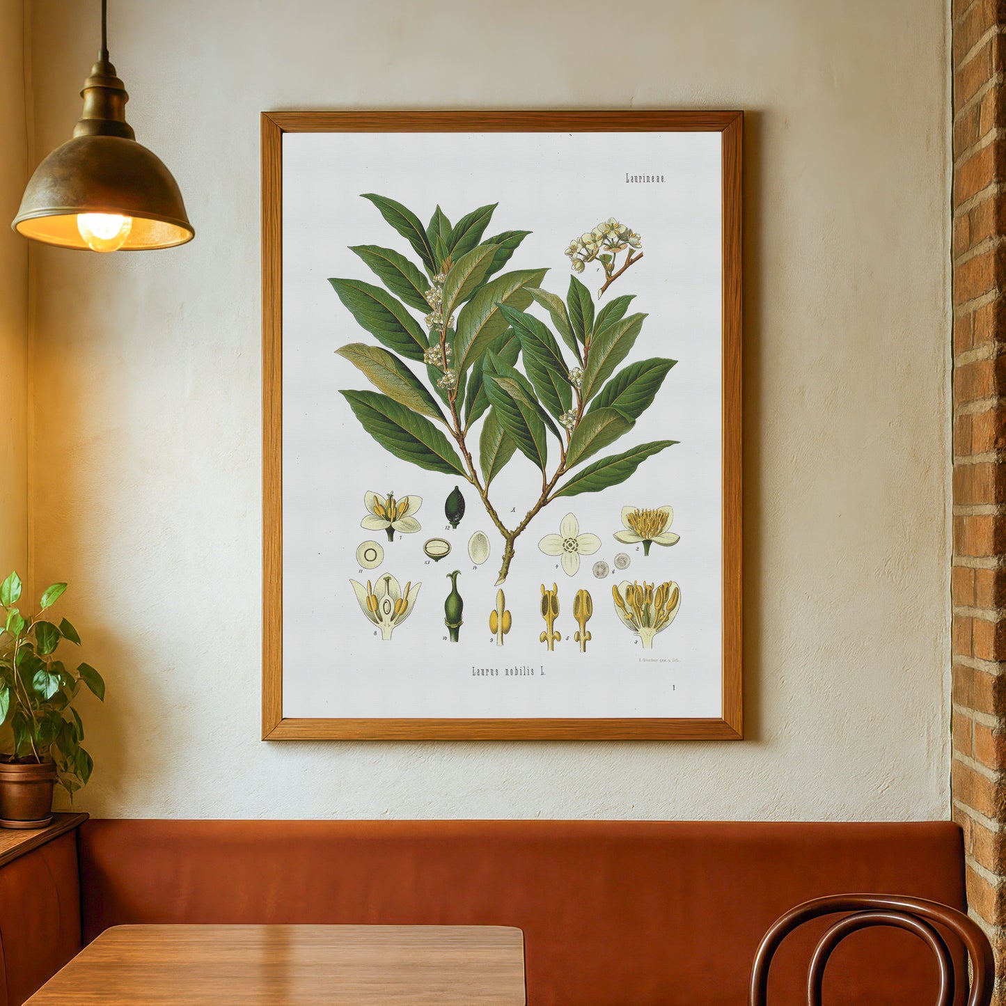 laurbærplante fra Köhler's Medizinal-Pflanzen / Laurus nobilis