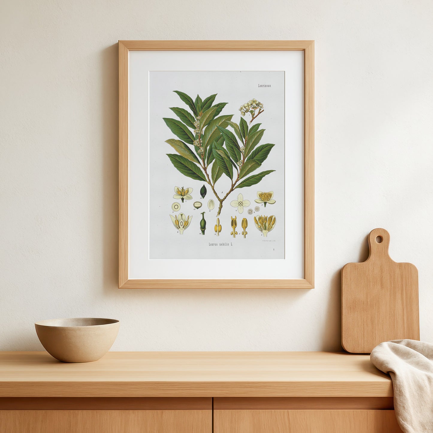 laurbærplante fra Köhler's Medizinal-Pflanzen / Laurus nobilis