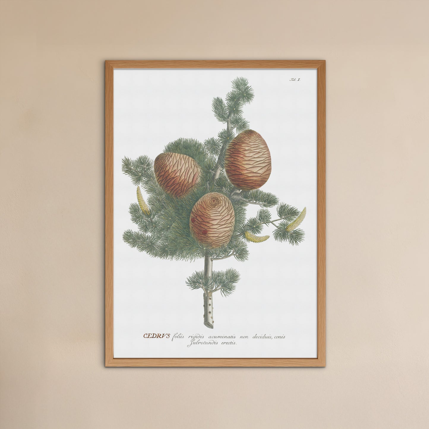 Cedar of Lebanon (Cedrus libani)