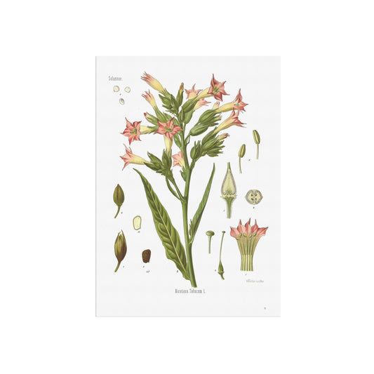 Tobaksplante fra Köhler's Medizinal-Pflanzen / Nicotiana tabacum