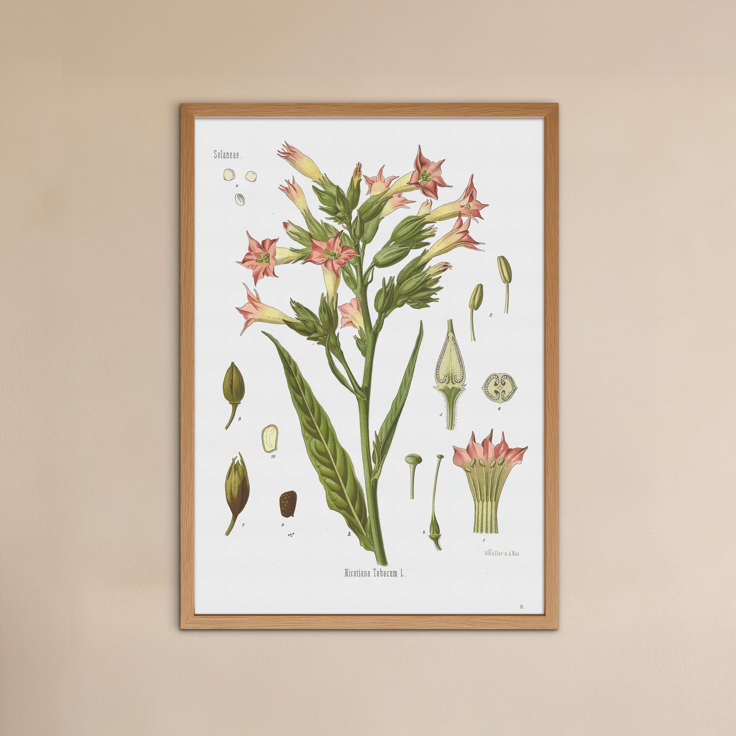 Tobacco plant from Köhler's Medizinal-Pflanzen / Nicotiana tabacum