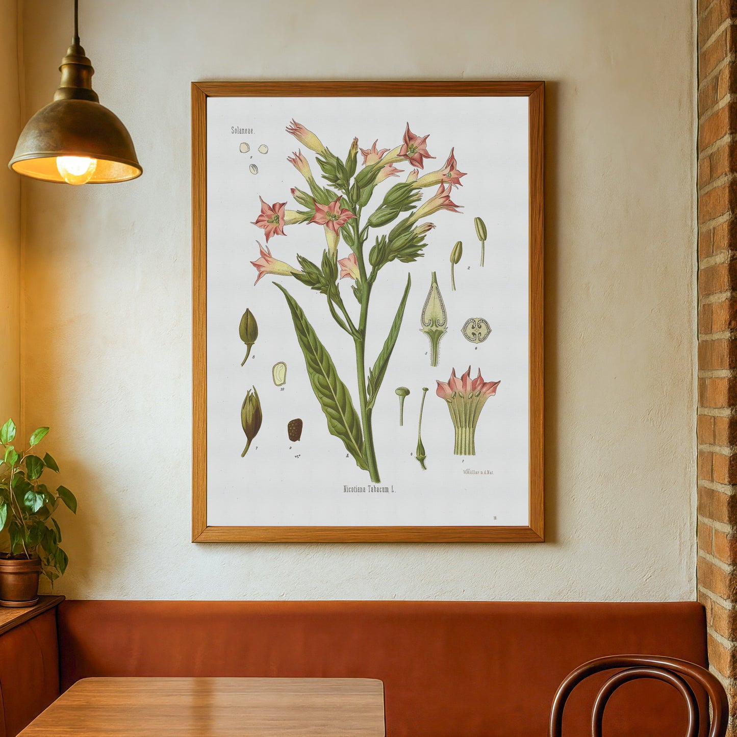 Tobacco plant from Köhler's Medizinal-Pflanzen / Nicotiana tabacum