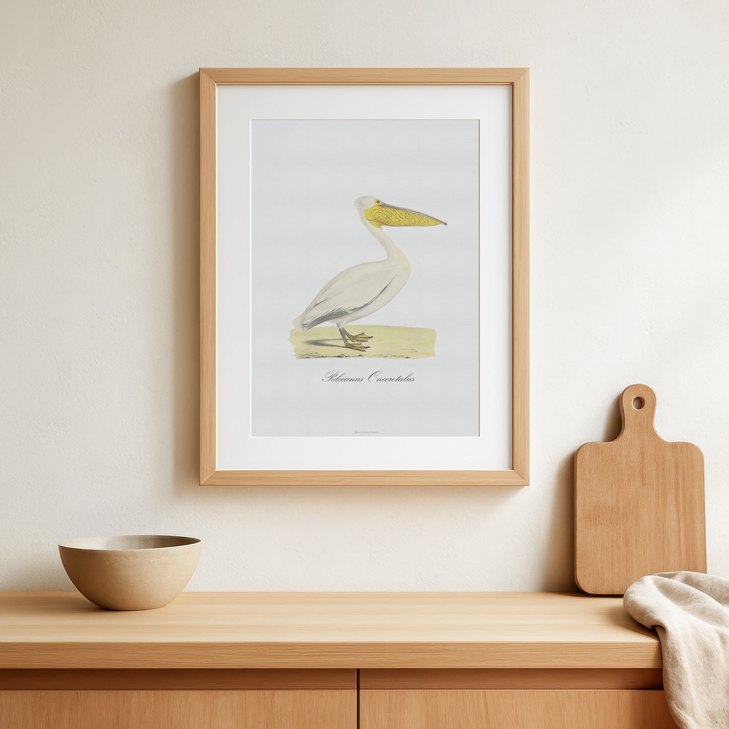 Den Store Hvide Pelikan (Pelecanus onocrotalus), 1836