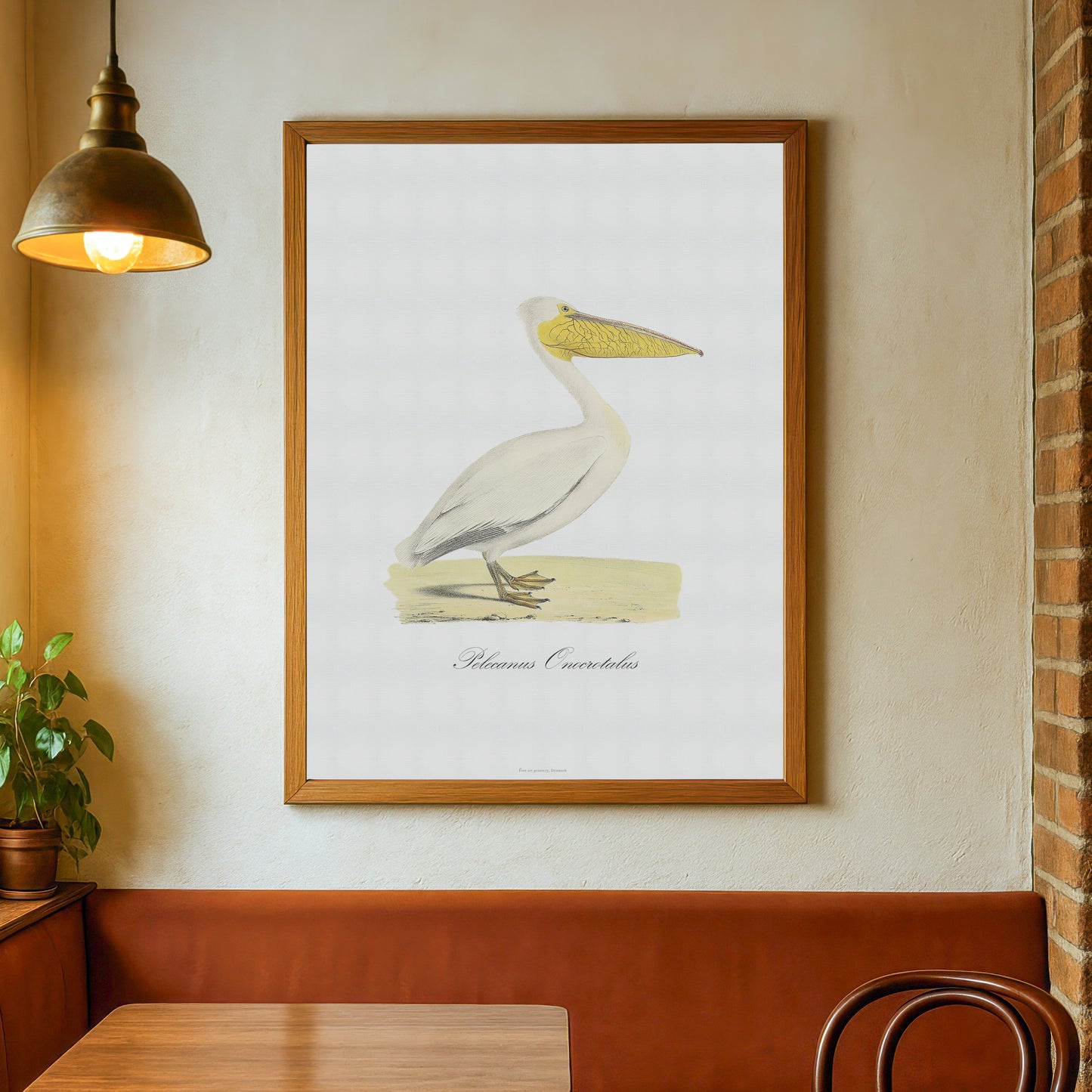 Den Store Hvide Pelikan (Pelecanus onocrotalus), 1836