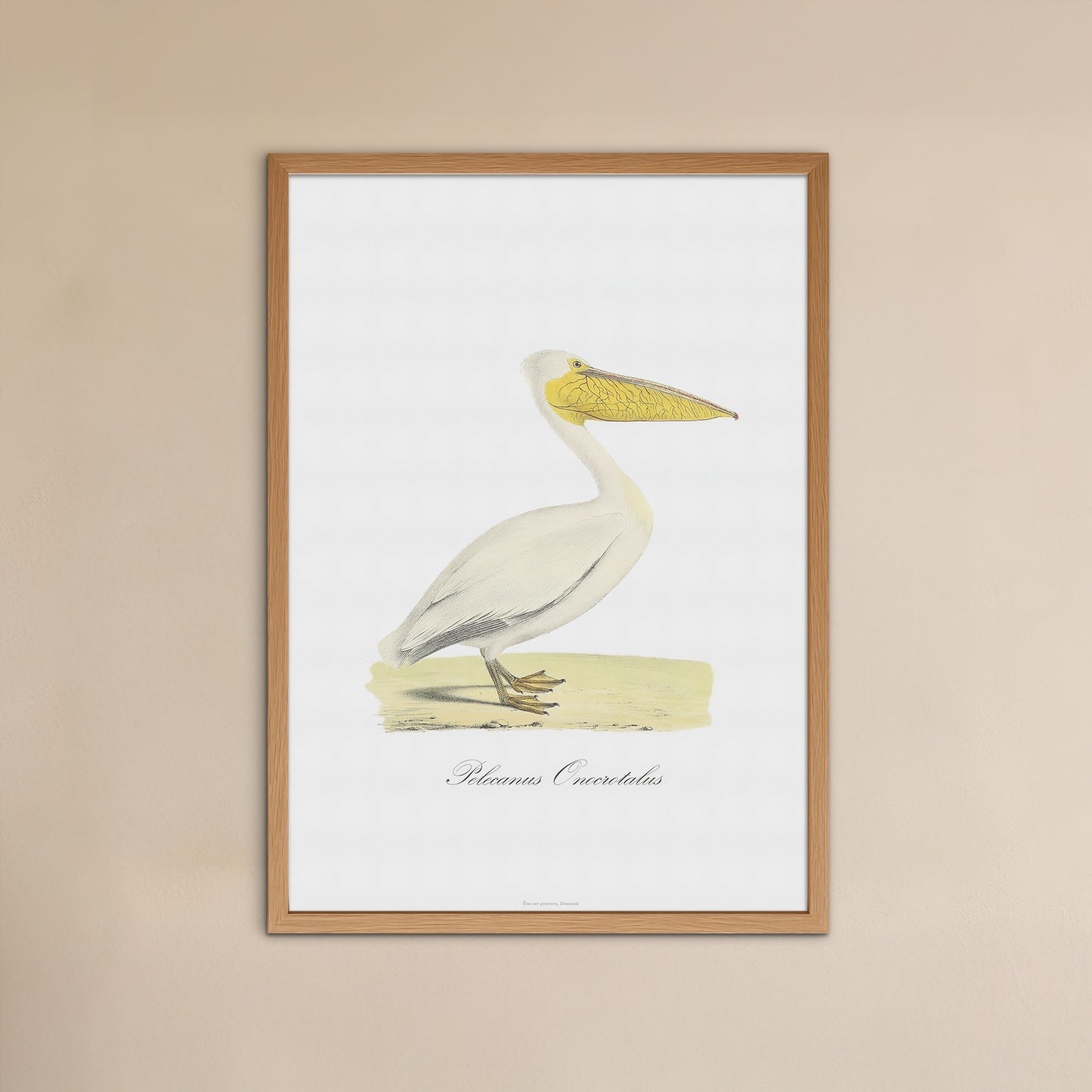 Den Store Hvide Pelikan (Pelecanus onocrotalus), 1836