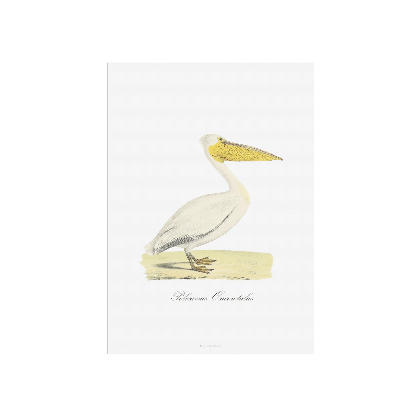 Den Store Hvide Pelikan (Pelecanus onocrotalus), 1836