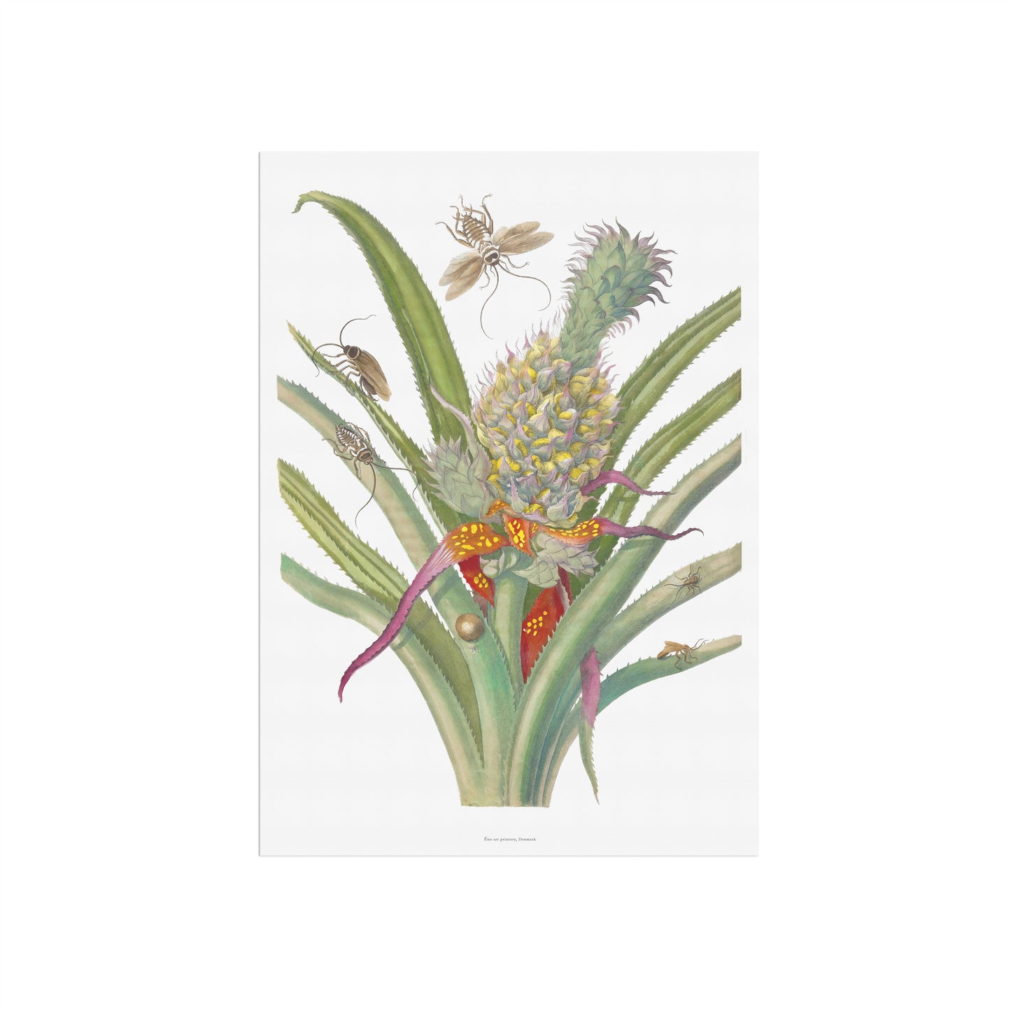 Vintage Ananas med insekter Plakat - Maria Sibylla Merian | Botanisk og Entomologisk Kunst