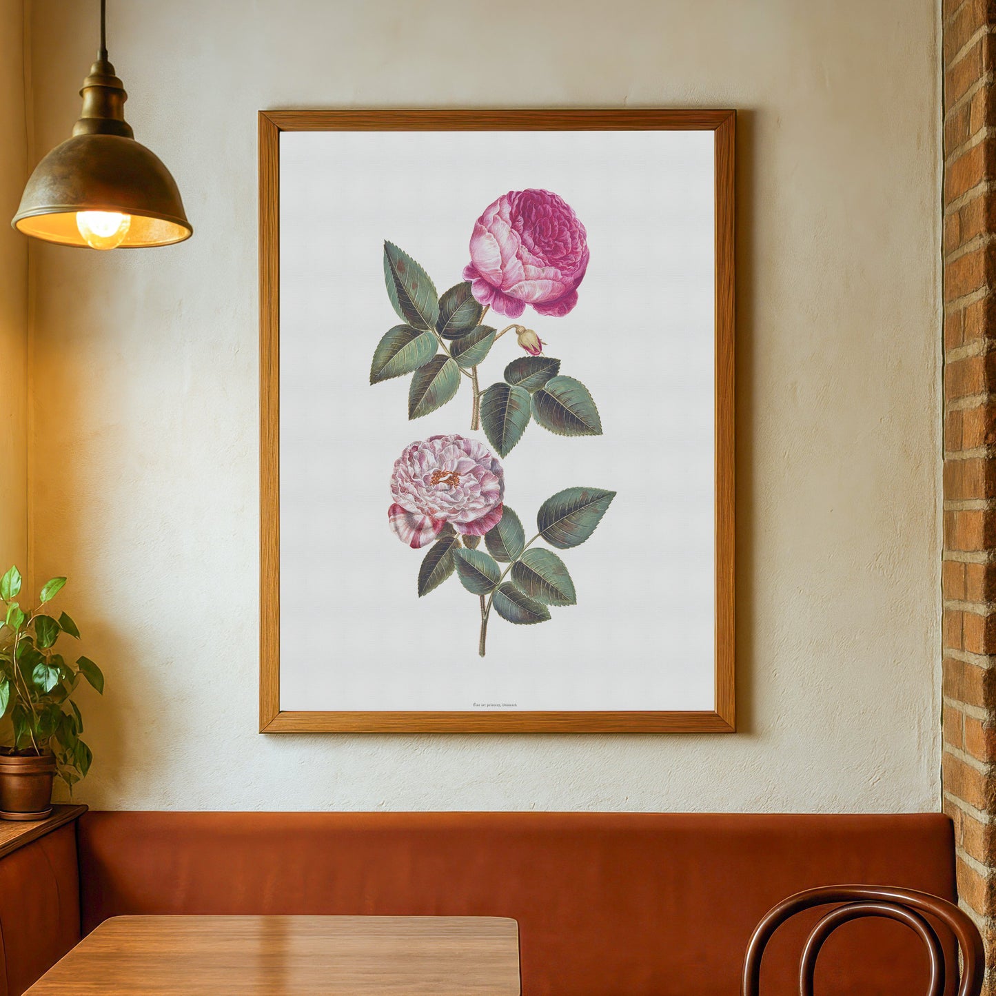 Vintage Rose Plakat - Centifolia og Rosa Mundi | Hans Simon Holtzbecker Botanisk Kunst