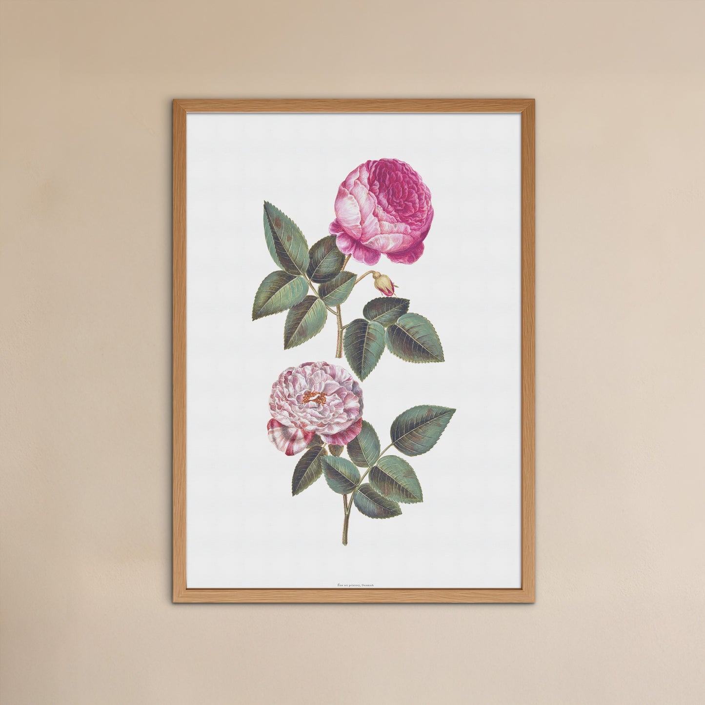 Vintage Rose Plakat - Centifolia og Rosa Mundi | Hans Simon Holtzbecker Botanisk Kunst