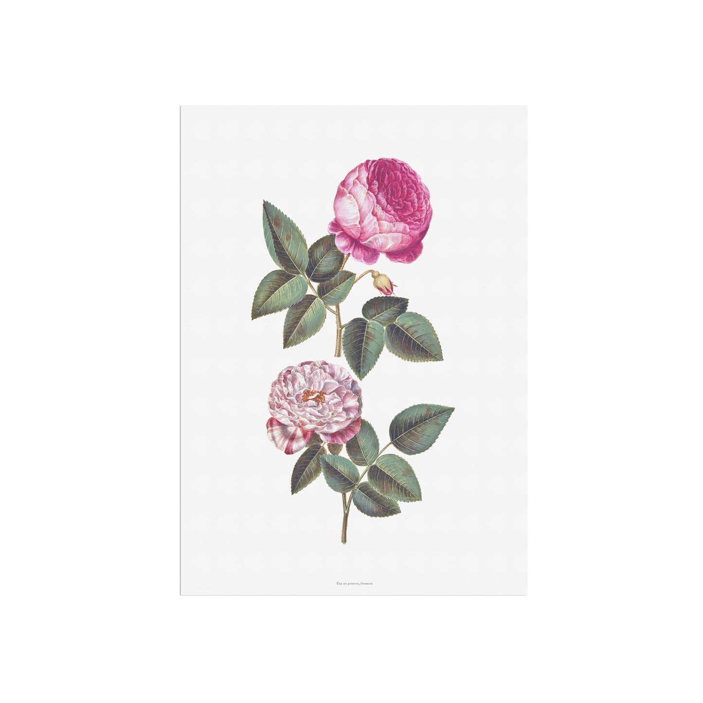 Vintage Rose Plakat - Centifolia og Rosa Mundi | Hans Simon Holtzbecker Botanisk Kunst