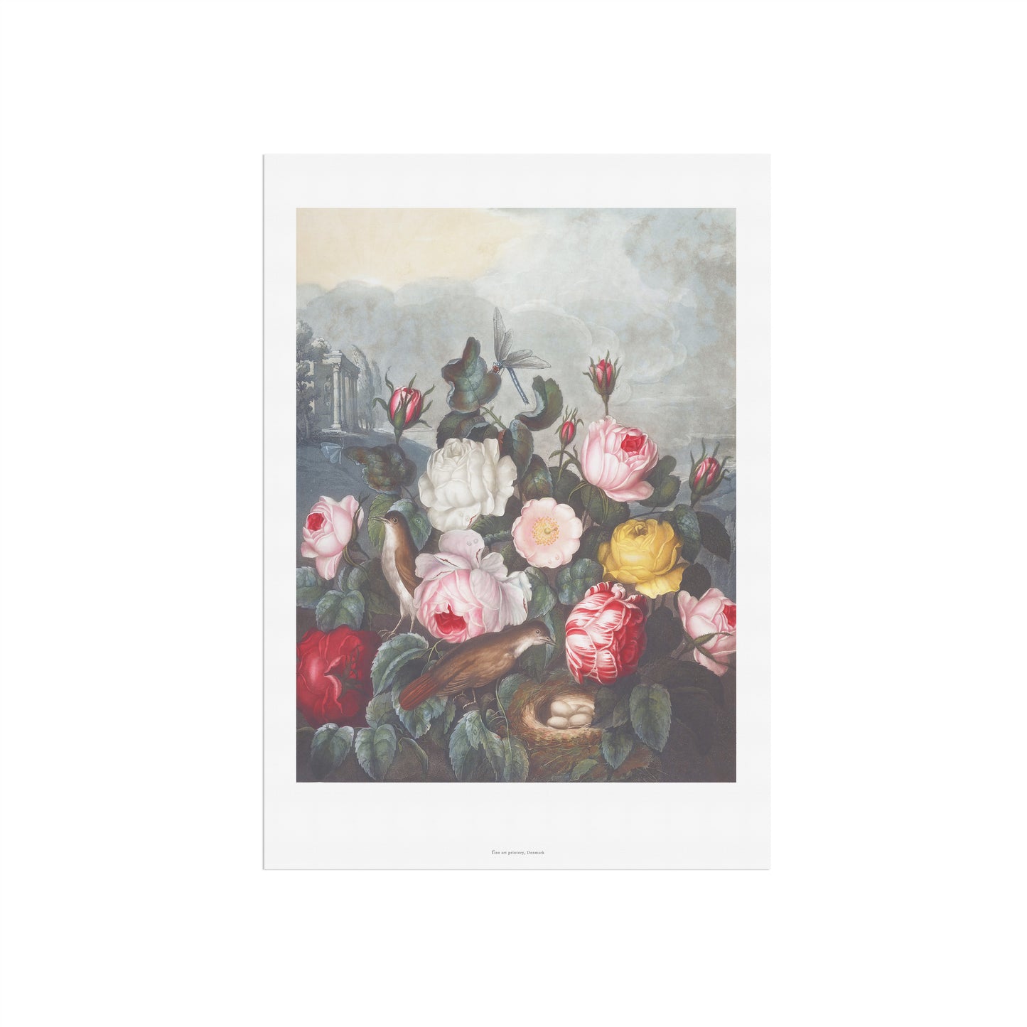 Vintage Rose Plakat - Roser og Fugle fra The Temple of Flora (1837) | Robert John Thornton