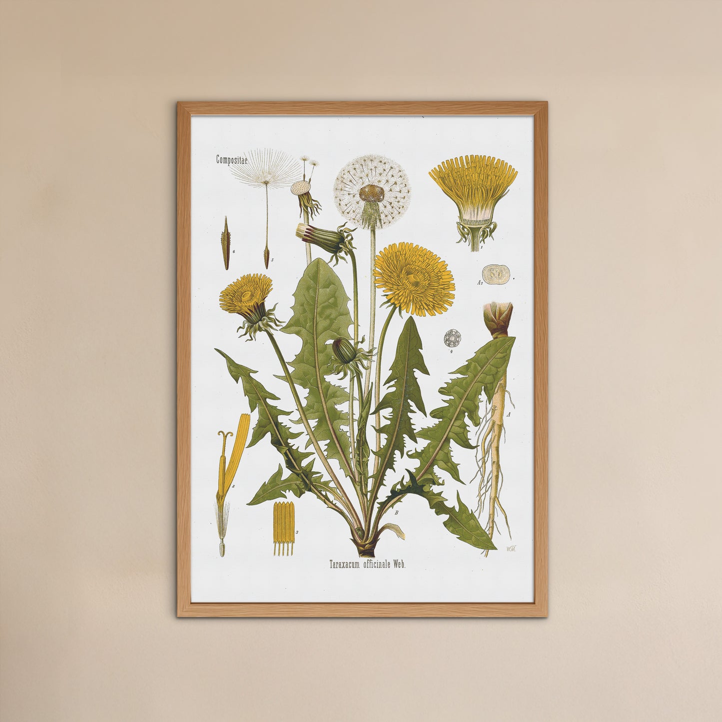 Dandelion from Köhler's Medizinal-Pflanzen / Taraxacum officinale