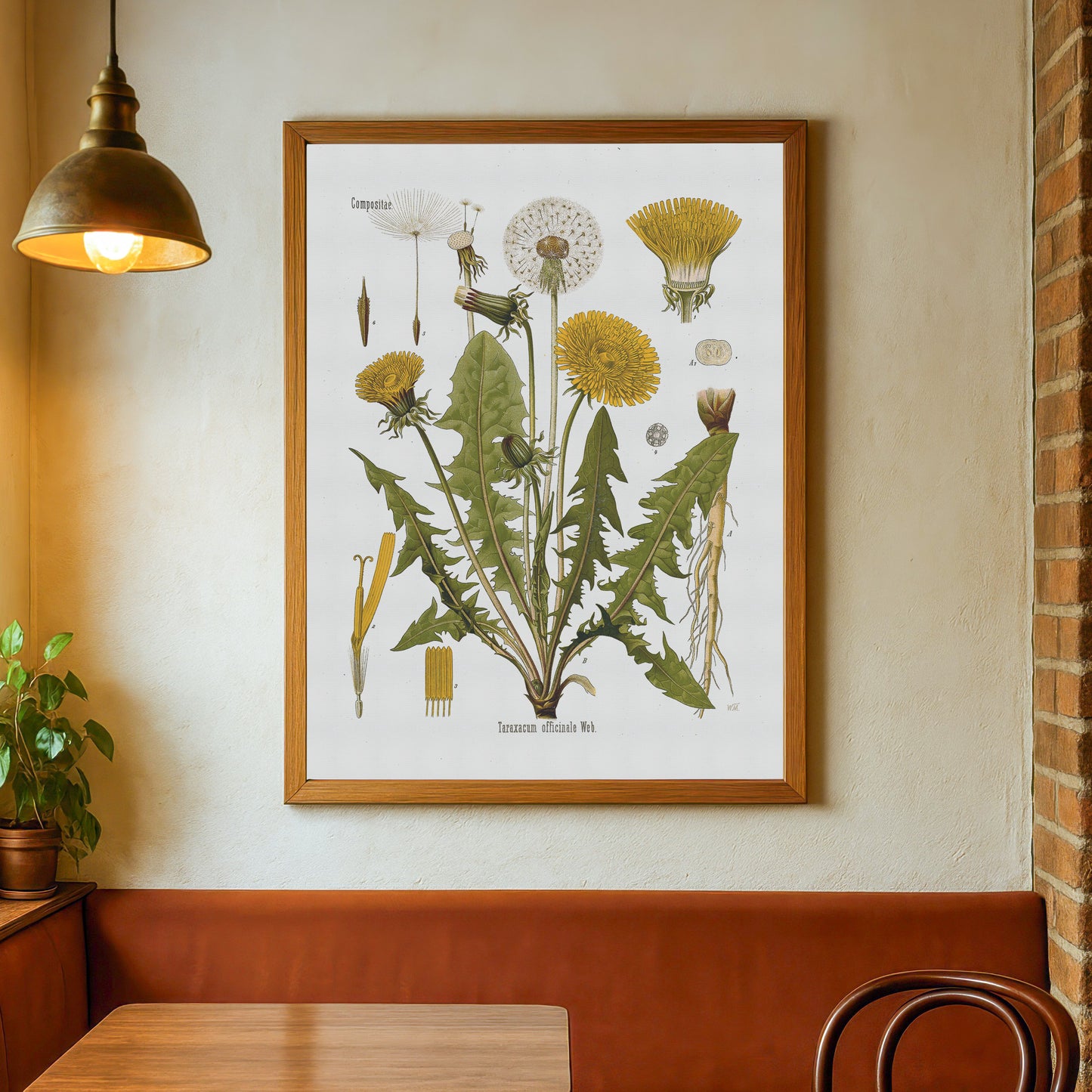 Dandelion from Köhler's Medizinal-Pflanzen / Taraxacum officinale