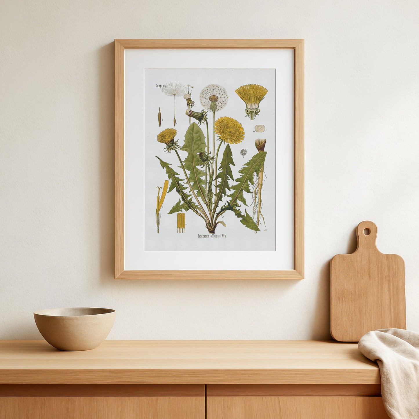 Dandelion from Köhler's Medizinal-Pflanzen / Taraxacum officinale