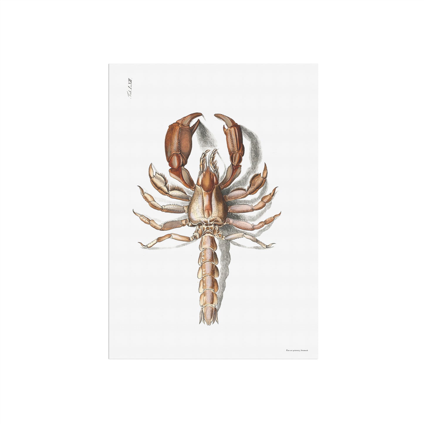 Hummer plakat - Thalassina anomala