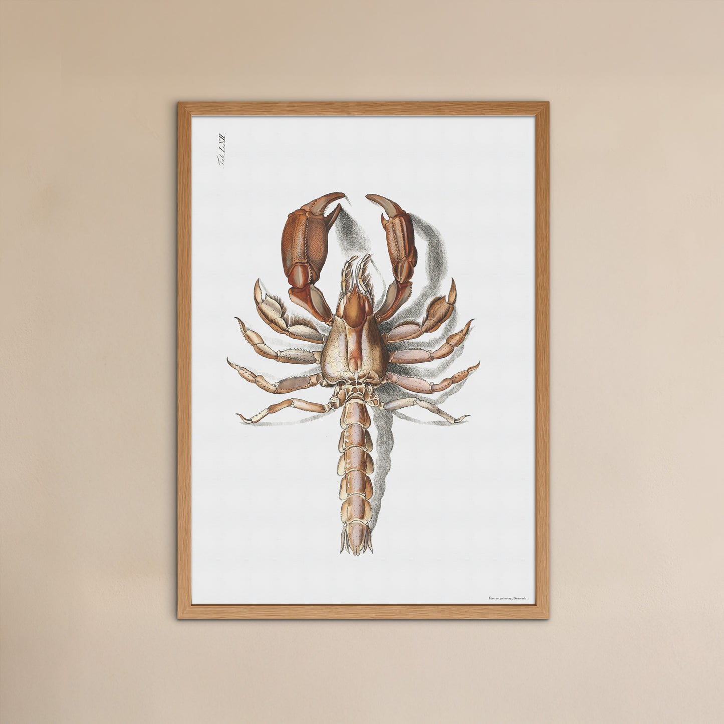Hummer plakat - Thalassina anomala