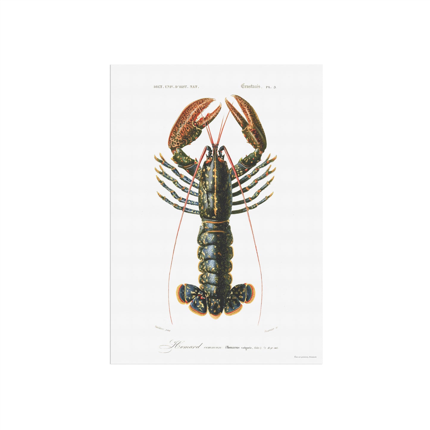 Lobster poster - Homarus vulgaris