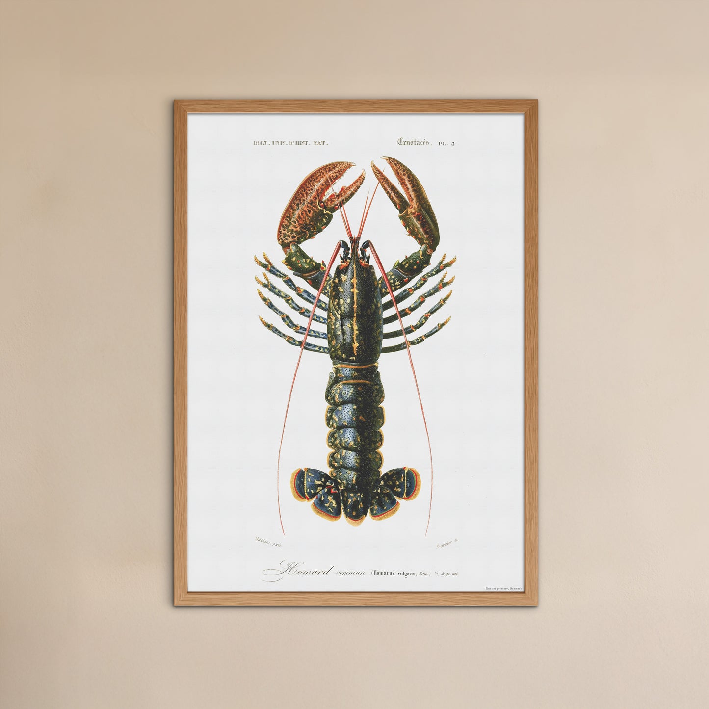 Lobster poster - Homarus vulgaris