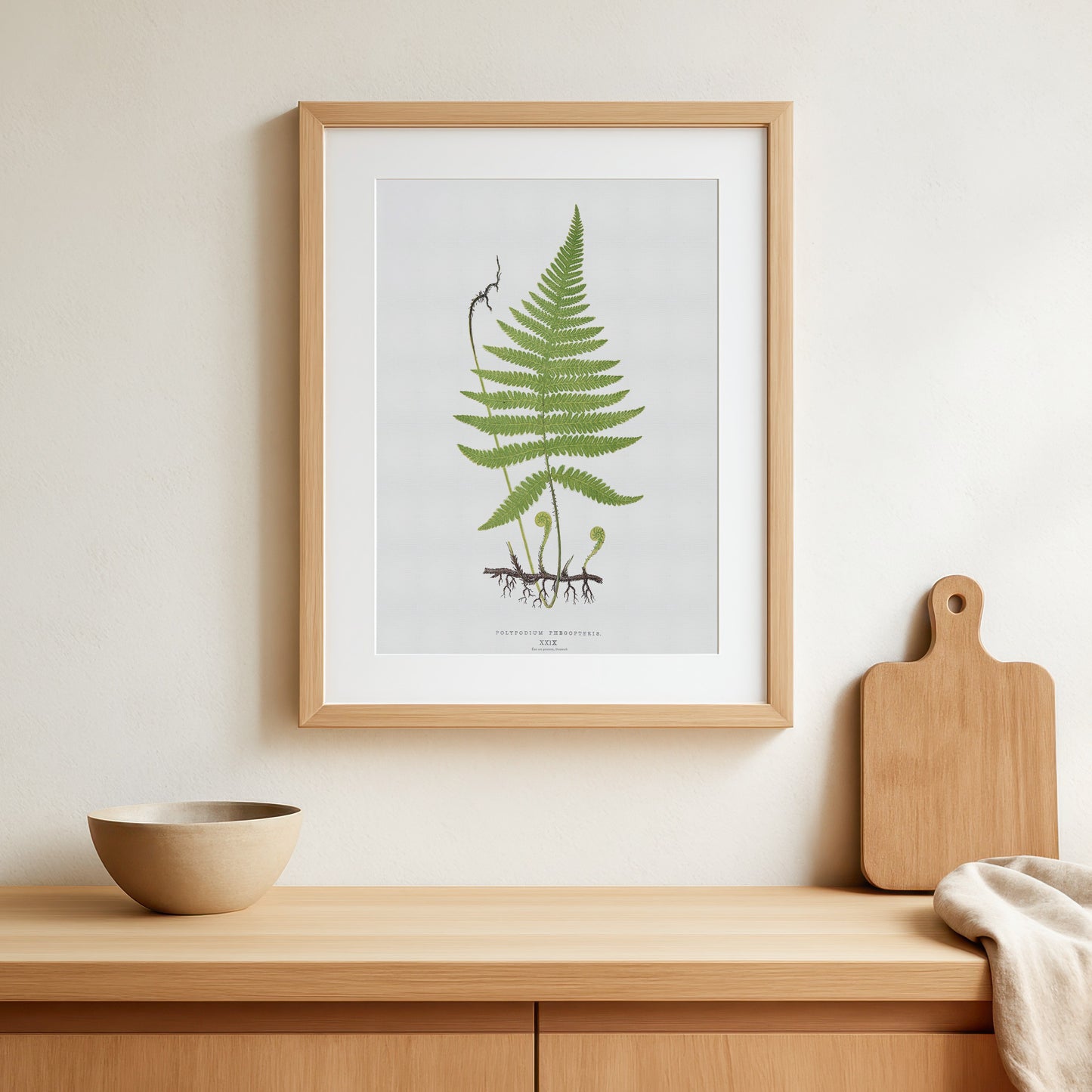 Botanisk Plakat - Dunet egebregne (Phegopteris connectilis) - Vintage Illustration fra 1839