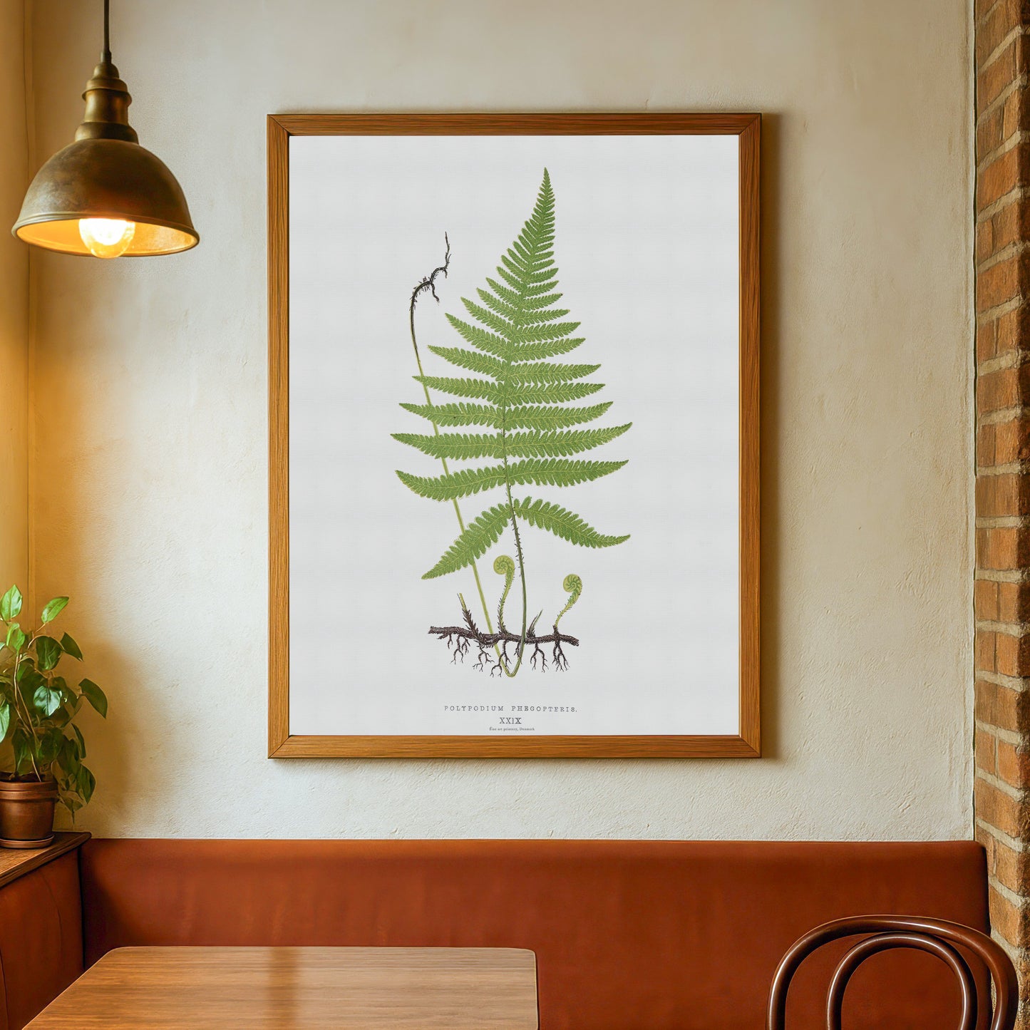 Botanisk Plakat - Dunet egebregne (Phegopteris connectilis) - Vintage Illustration fra 1839