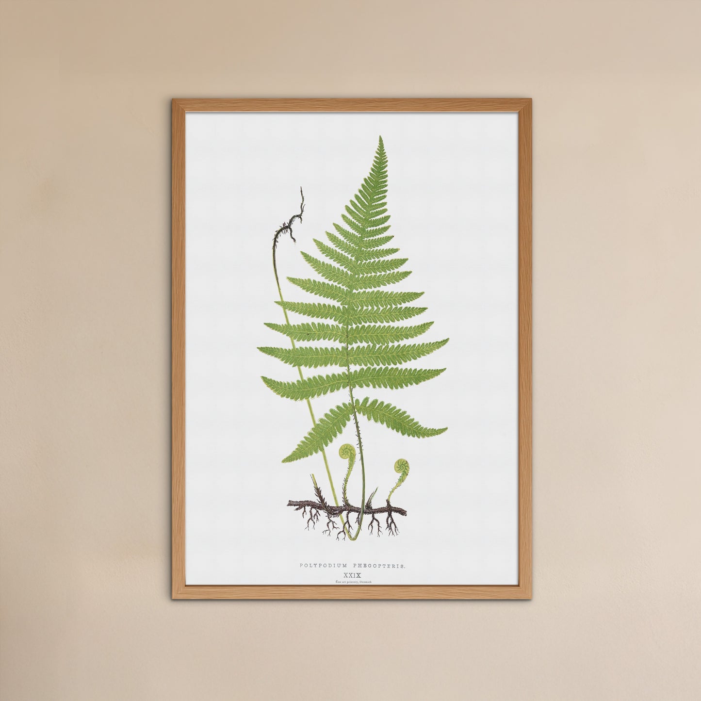 Botanisk Plakat - Dunet egebregne (Phegopteris connectilis) - Vintage Illustration fra 1839