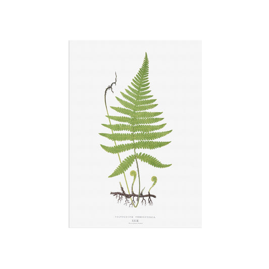 Botanisk Plakat - Dunet egebregne (Phegopteris connectilis) - Vintage Illustration fra 1839