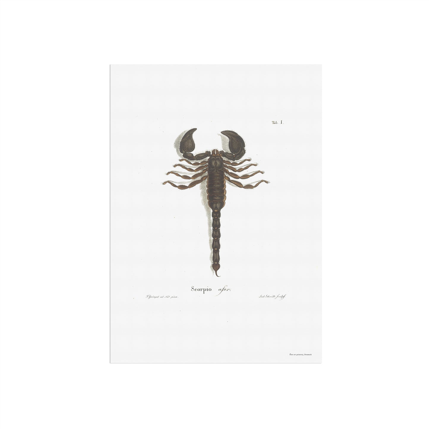 Scorpio - Scorpio afer