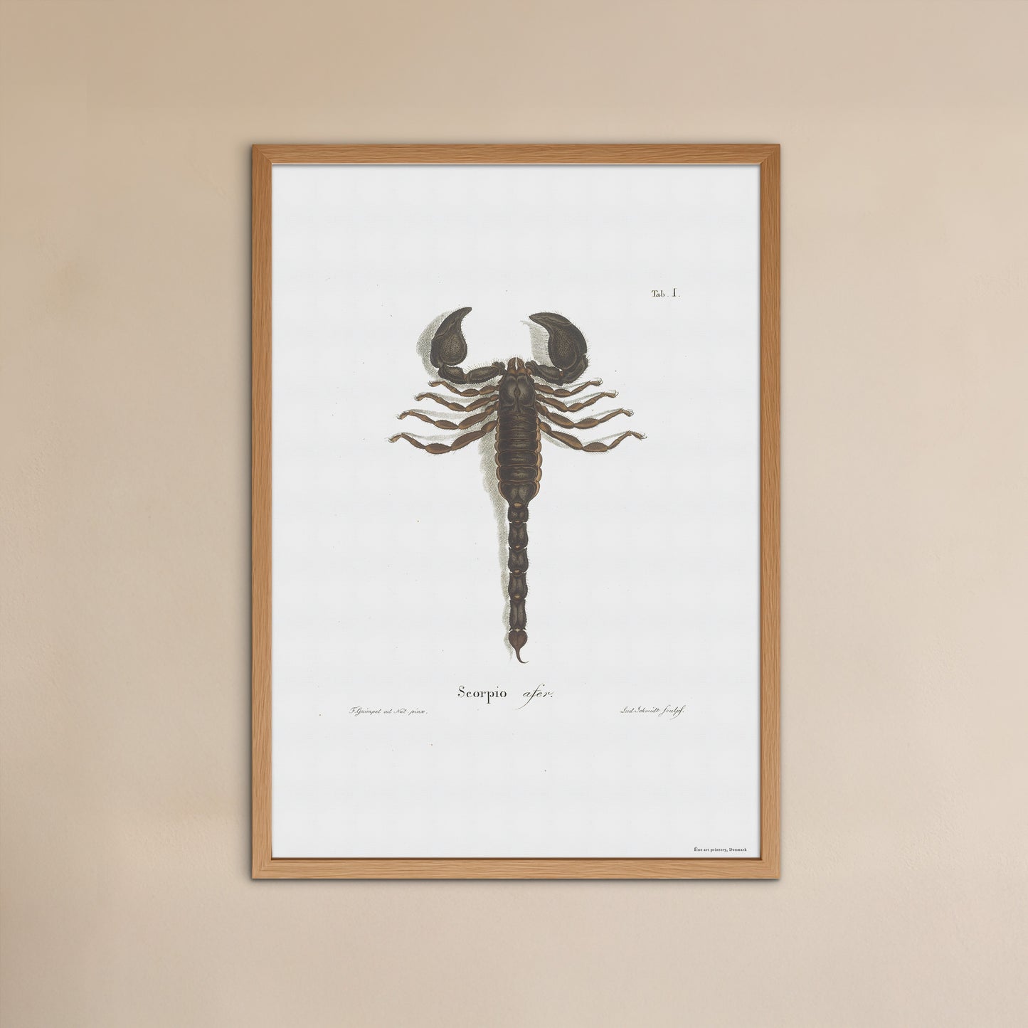 Scorpio - Scorpio afer