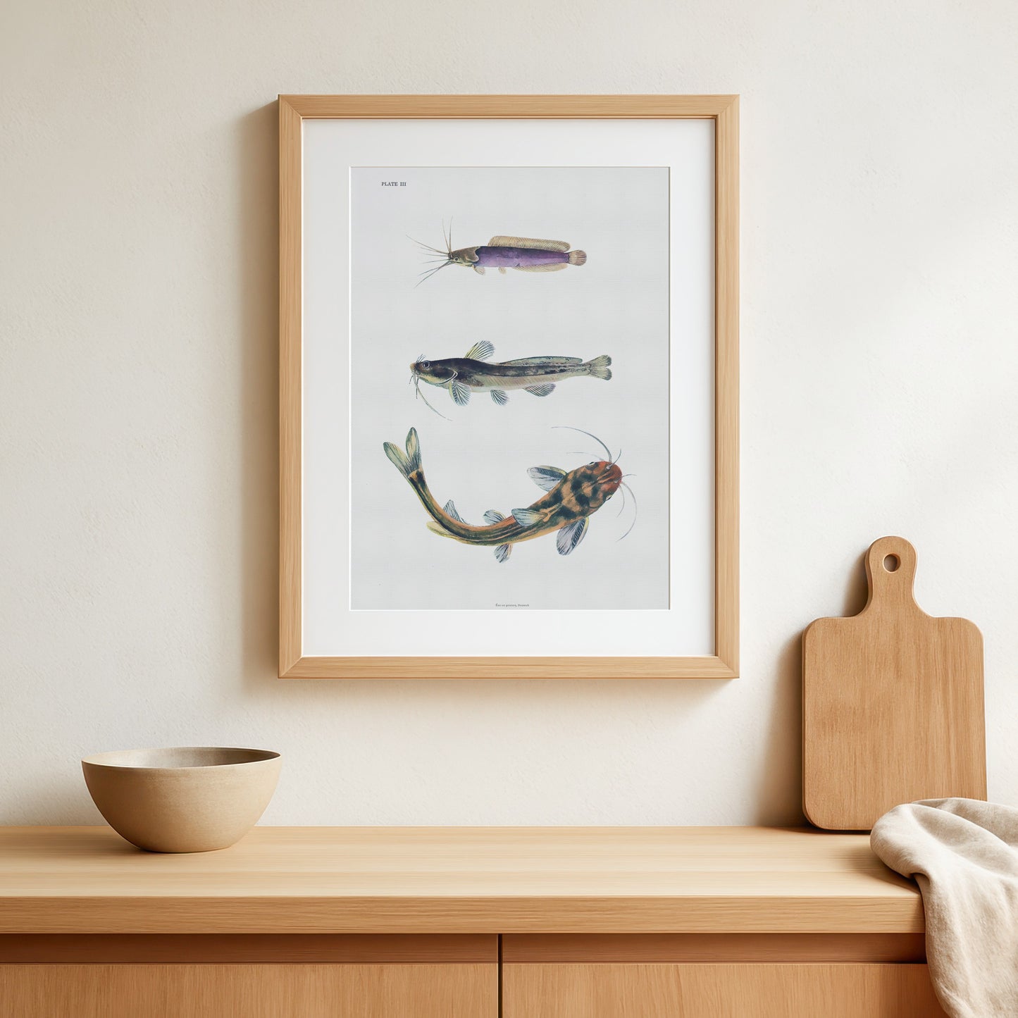 Zoologisk Plakat - Tre kinesiske Mallearter (Catfish) - Fra 1943