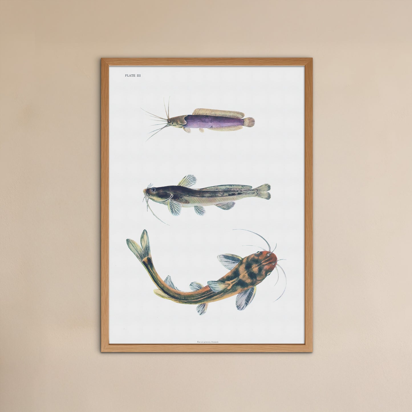 Zoologisk Plakat - Tre kinesiske Mallearter (Catfish) - Fra 1943