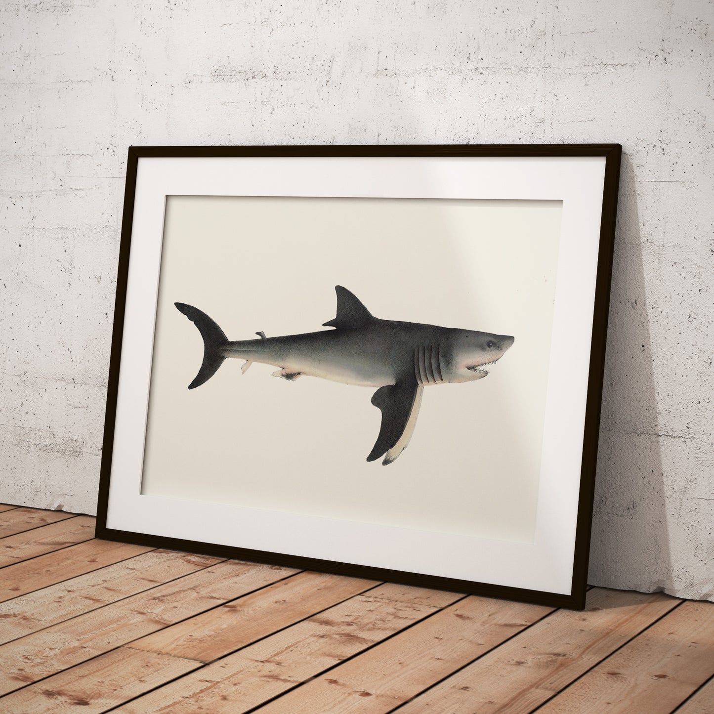 The great white shark - Carcharodon carcharias