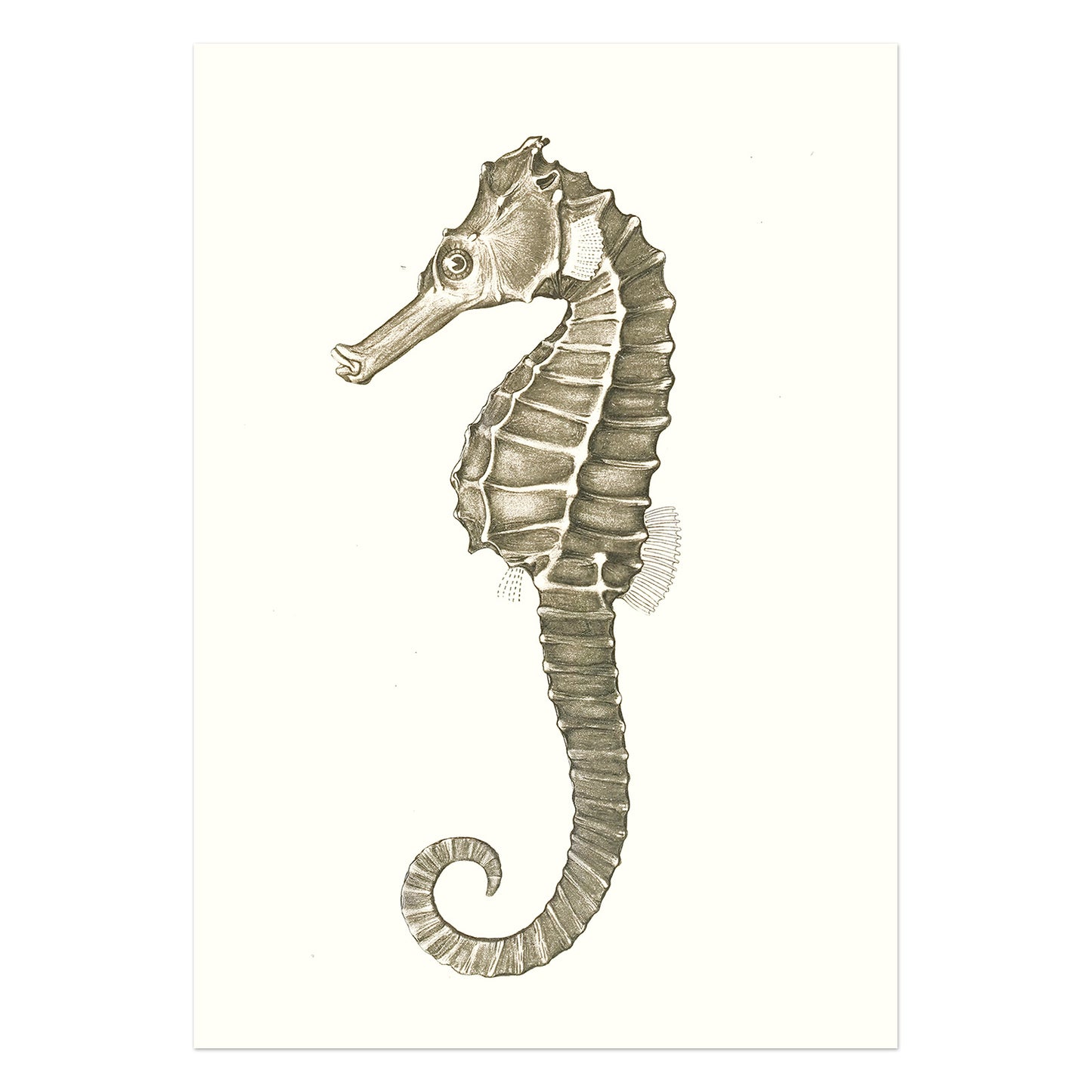 Hippocampus kuda - Søhesten