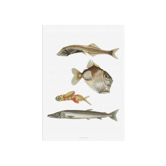 Vintage Fiske Plakat - Mystiske Dybhavsfisk og Flyvefisk (1911)