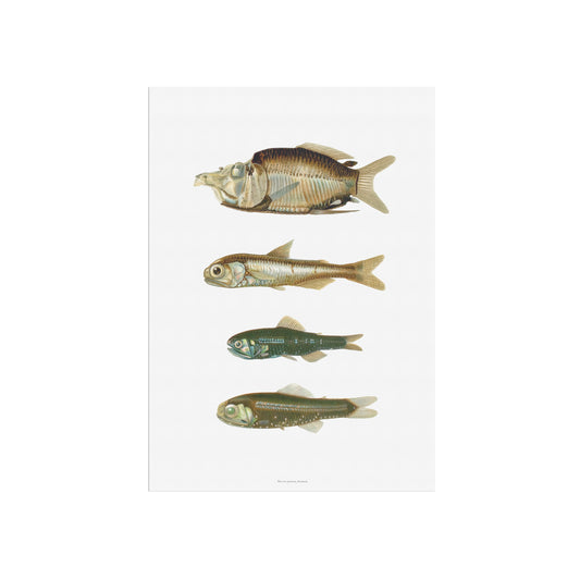Vintage Dybhavsfisk Plakat - Lanternfish og Rovfisk (1911) | Oceanografisk Kunst