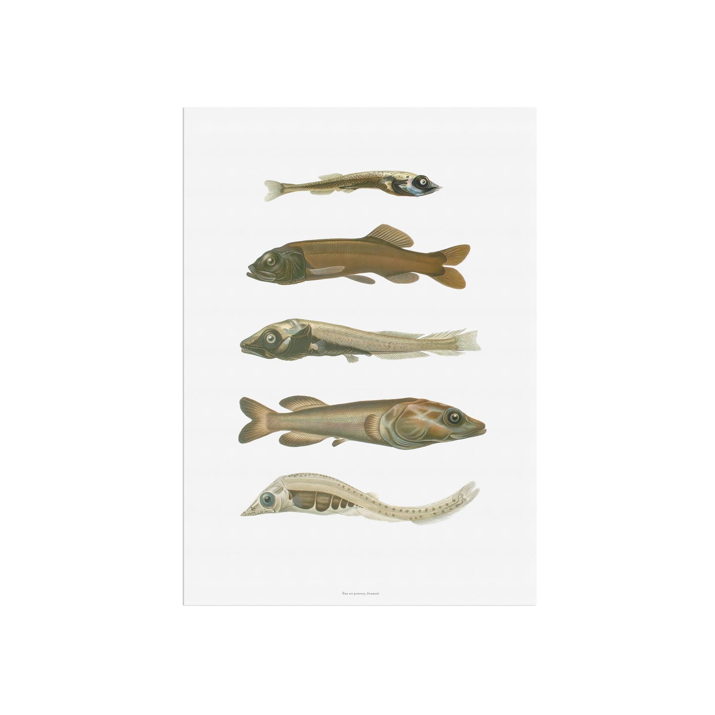 Vintage Dybhavsfisk Plakat - Smooth-Heads og Spøgelsesfisk | Sjældne Fiskearter