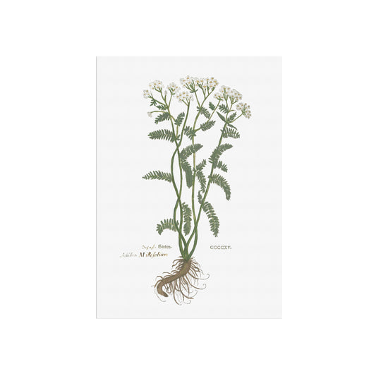 Yarrow - Achillea millefolium