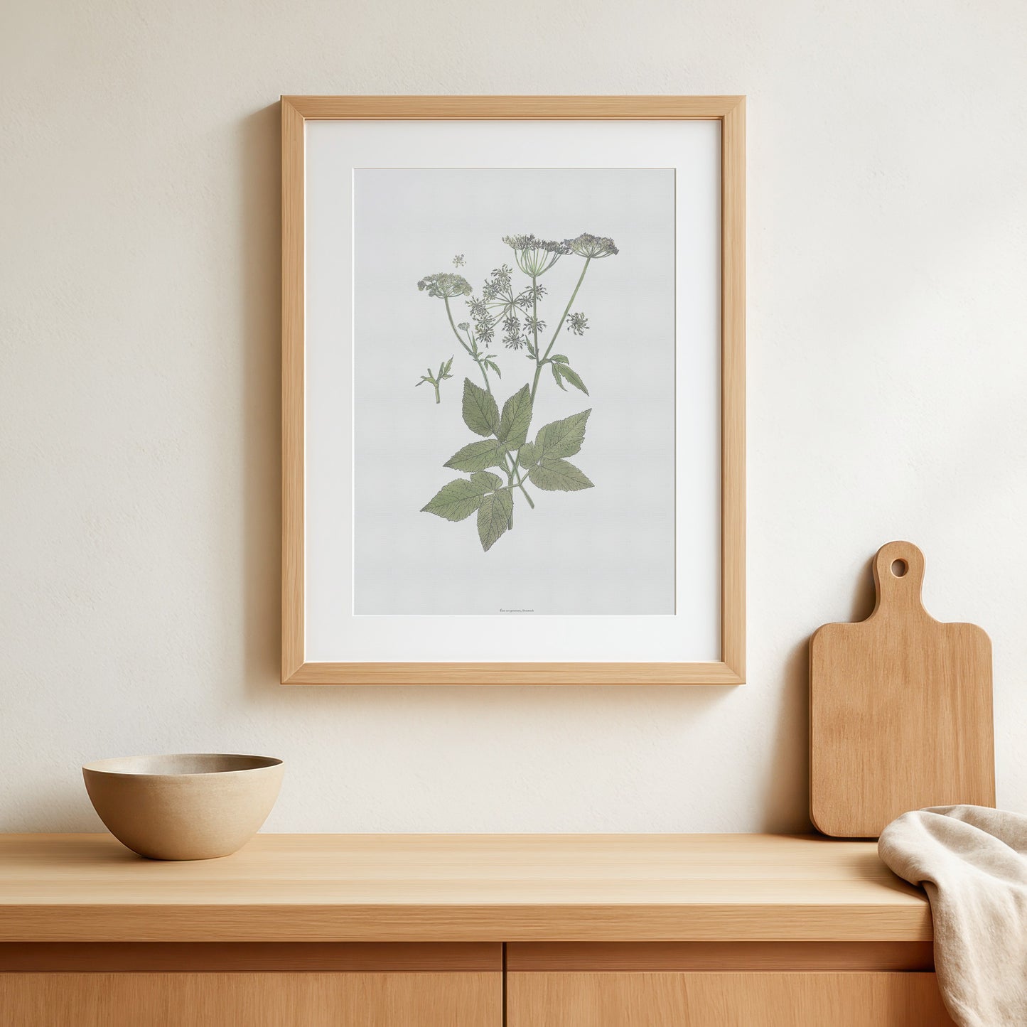 Botanisk Plakat - Skvalderkål (Aegopodium podagraria) - Historisk Illustration