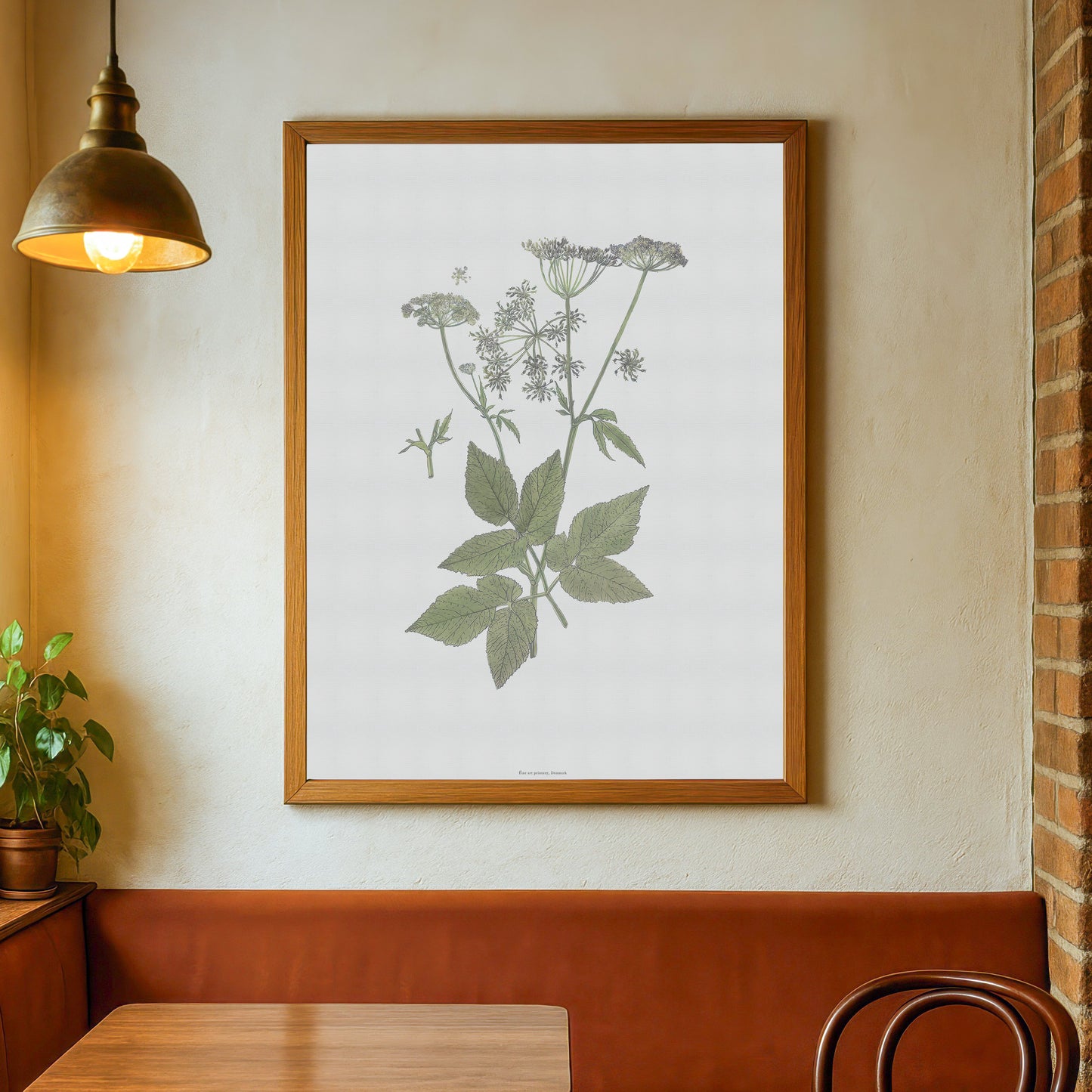 Botanisk Plakat - Skvalderkål (Aegopodium podagraria) - Historisk Illustration