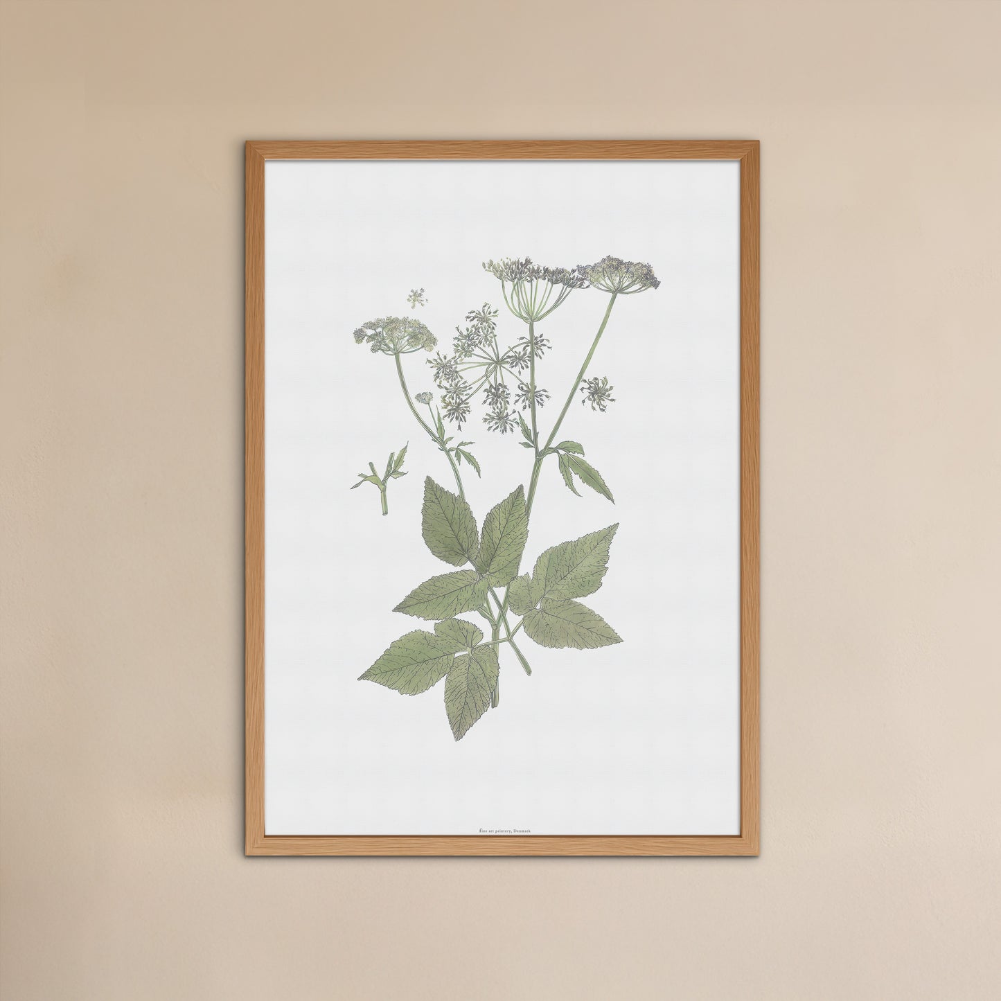Botanisk Plakat - Skvalderkål (Aegopodium podagraria) - Historisk Illustration