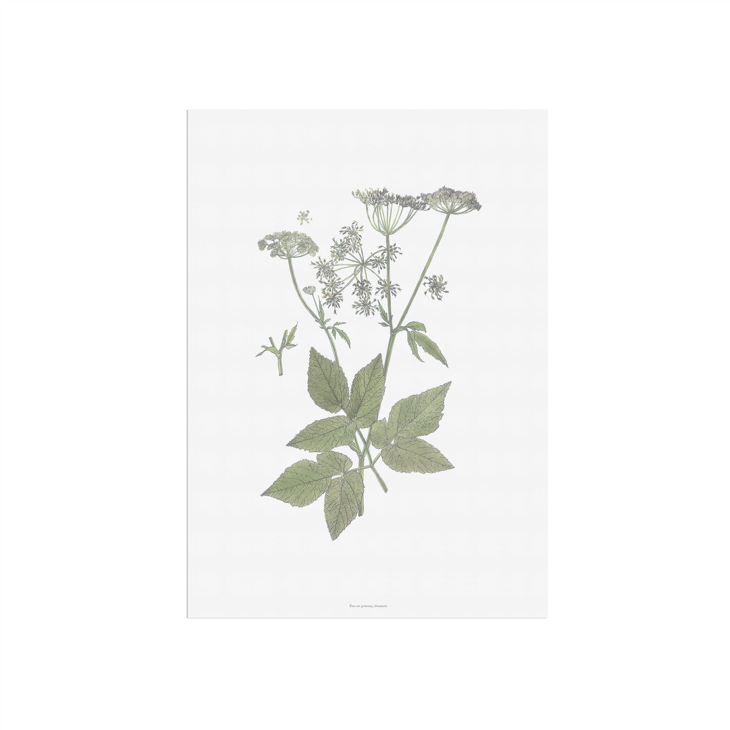 Botanisk Plakat - Skvalderkål (Aegopodium podagraria) - Historisk Illustration