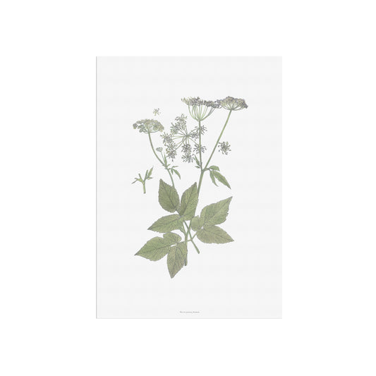 Botanisk Plakat - Skvalderkål (Aegopodium podagraria) - Historisk Illustration