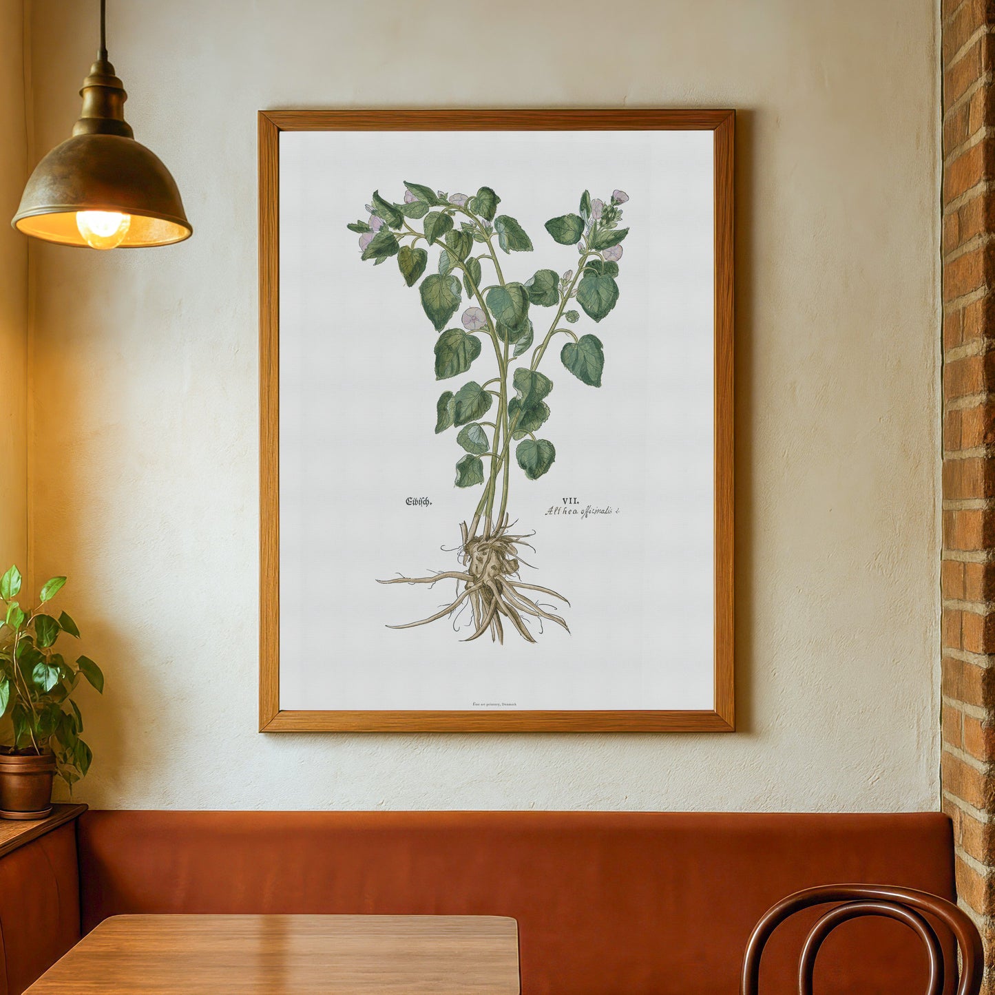 Botanisk Plakat - Læge-Stokrose (Althaea officinalis) - Fra Leonhart Fuchs (1543)