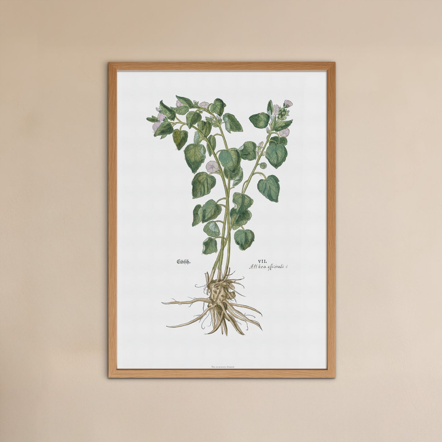 Botanisk Plakat - Læge-Stokrose (Althaea officinalis) - Fra Leonhart Fuchs (1543)
